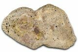 Fossil Dinosaur (Ankylosaurus) Osteoderm - Montana #380187-4